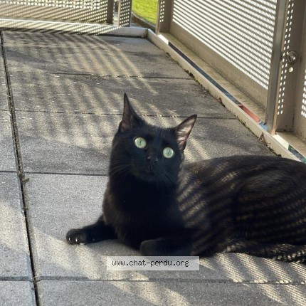 Photo 1/1 Onyx Chat perdu à Lausanne