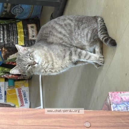 Photo de chat perdu à Orcet
