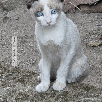 Photo de chat perdu à Anglet