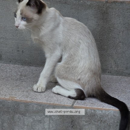 Photo 2/2 Mimine Chat perdu à Anglet