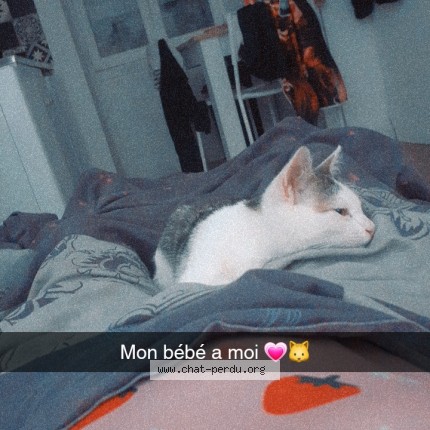 Photo 1/1 simba Chat perdu à Melle