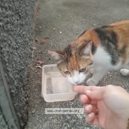 Photo de chat trouvé à Caluire Et Cuire