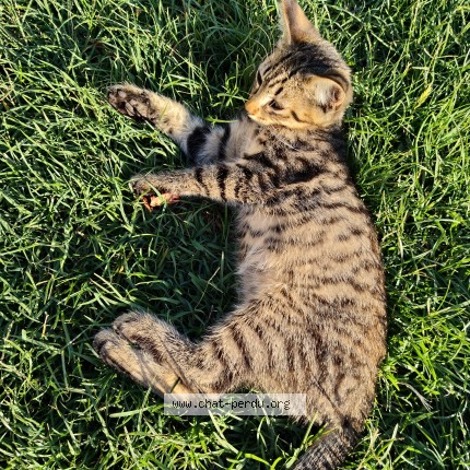 Photo de chat perdu à Saint Antoine De Ficalba