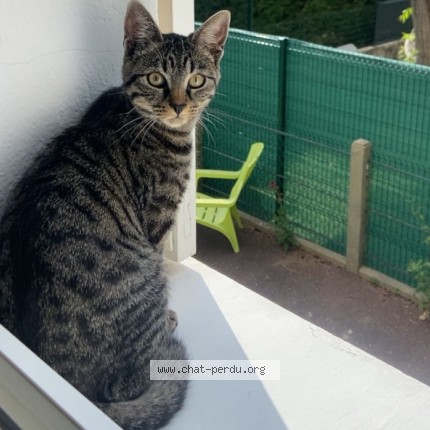 Photo de chat perdu à Eaubonne