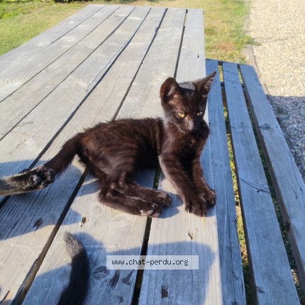 Photo 1/1 clara Chat perdu à Saint Antoine De Ficalba