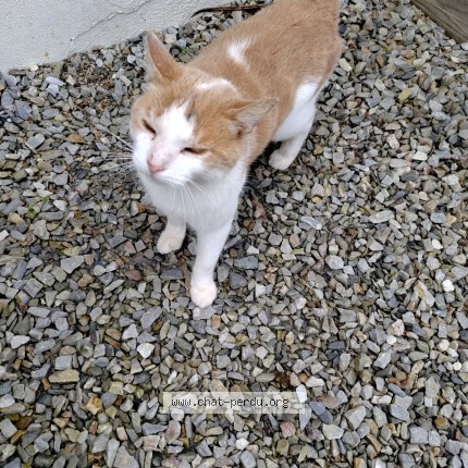 Photo 1/1 Chat trouvé Trouvé à Treflaouenan