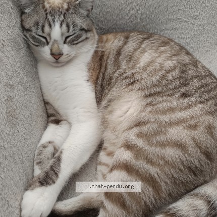 Photo 1/1 Athéna Chat perdu à Le Poire Sur Vie