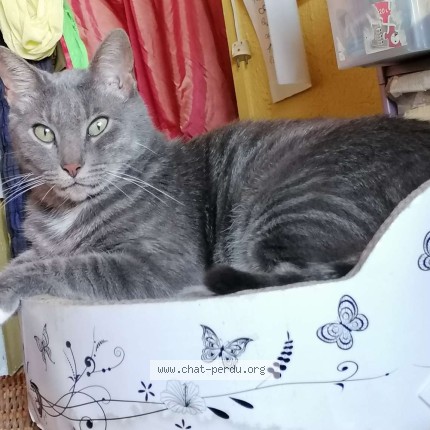 Photo 2/2 Minou Chat perdu à Frejus