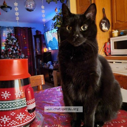 Photo 1/1 mon vieux Chat perdu à Sherbrooke