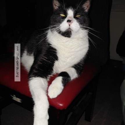 Photo 1/1 Diamo Chat perdu à Nouan Le Fuzelier