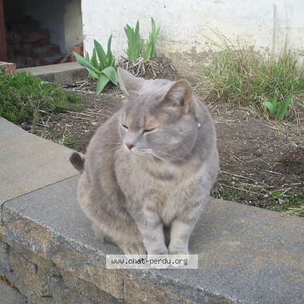 Photo 1/1 Chat retrouvé Perdu à Longueuil