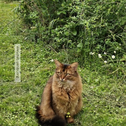 Photo 1/1 Chat retrouvé Perdu à Le Coudray Montceaux