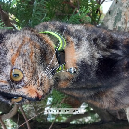 Photo de chat perdu à Ramonville Saint Agne