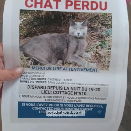 Photo 1/1 NAPO Chat perdu à Chamouille