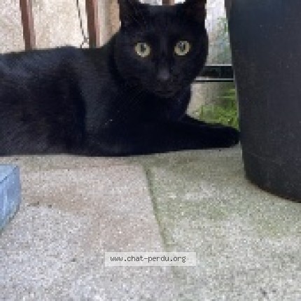 Photo de chat perdu à Begles