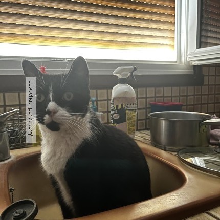 Photo de chat perdu à Voves
