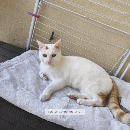 Photo 1/1 Kero Chat perdu à Saint Jean Le Blanc