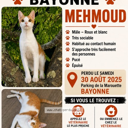 Photo de chat perdu à Bayonne