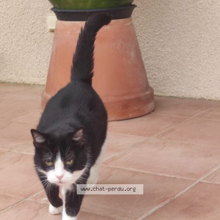 Photo 1/1 KYMIE Chat perdu à Villenouvelle