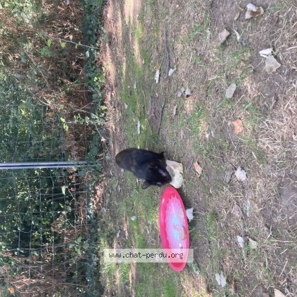 Photo 1/1 Chat trouvé Trouvé à Valence