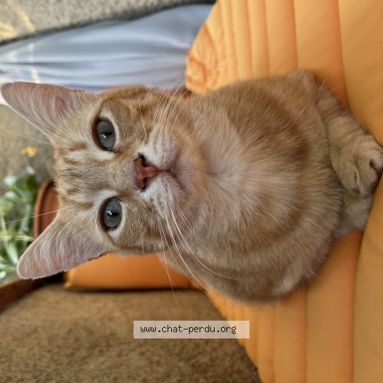 Photo de chat perdu à Toulouse
