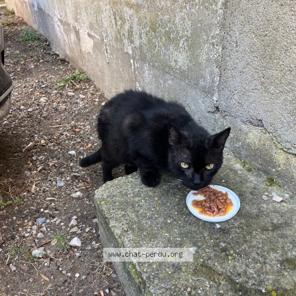 Photo 1/1 Chat trouvé Trouvé à Palavas Les Flots