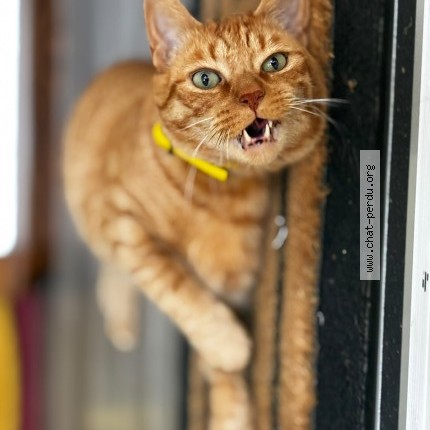 Photo de chat perdu à Viroflay