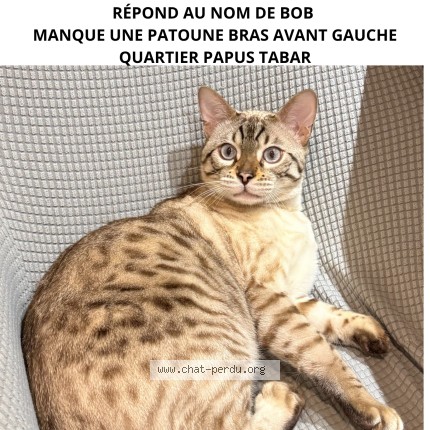 Photo de chat perdu à Toulouse