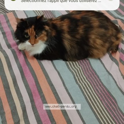 Photo 1/1 perle Chat perdu à Moze Sur Louet