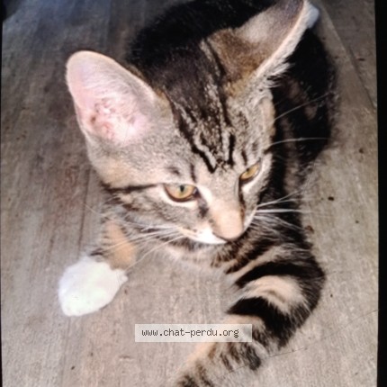 Photo de chat perdu à Mont De Marsan