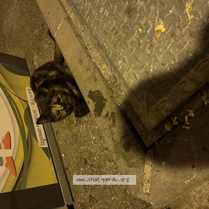 Photo 1/1 Chat trouvé Trouvé à Saint Girons