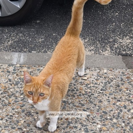 Photo de chat trouvé à Pessac