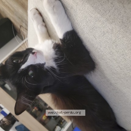 Photo de chat perdu à Balma