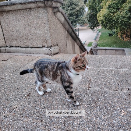 Photo de chat trouvé à Pary