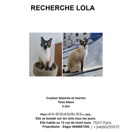 Photo 1/1 Lola Chat perdu à Paris