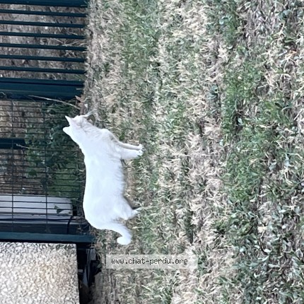 Photo de chat trouvé à Bruges