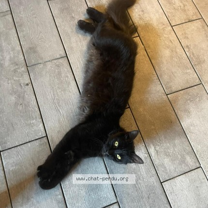 Photo de chat perdu à Biache Saint Vaast