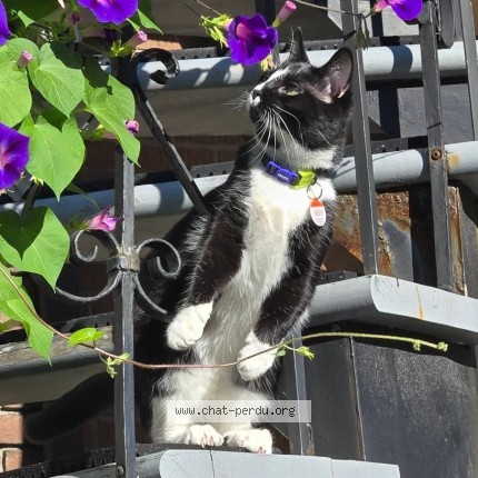 Photo 2/2 Chat retrouvé Perdu à Montreal
