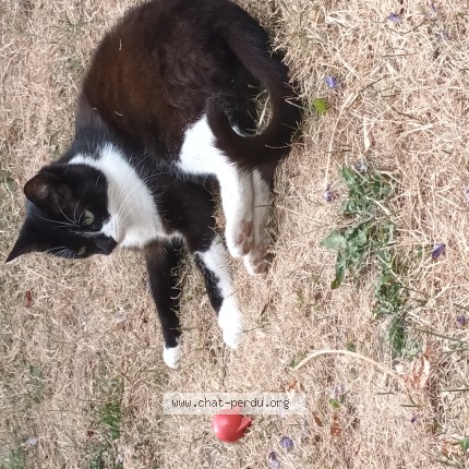 Photo 1/1 Nougat Chat perdu à Rennes