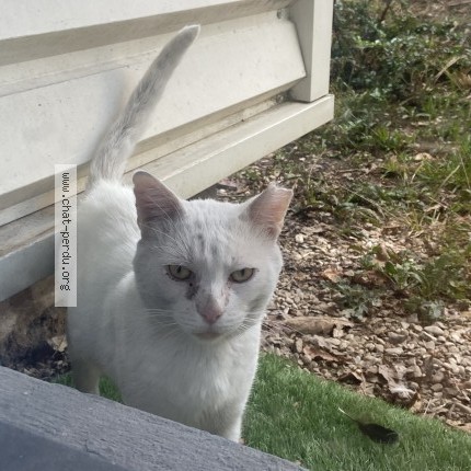 Photo de chat trouvé à Clichy Sous Bois