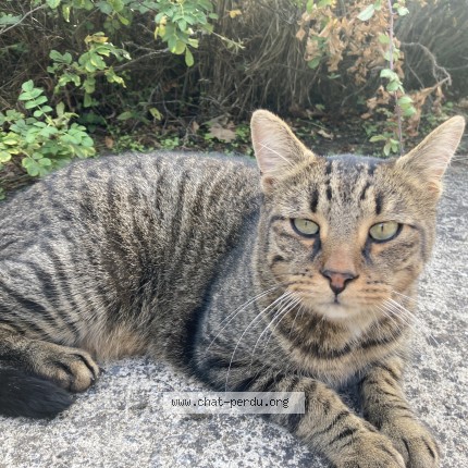 Photo 1/1 Chat trouvé Trouvé à Campbon