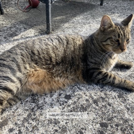 Photo 2/2 Chat trouvé Trouvé à Campbon
