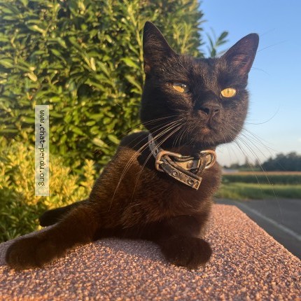 Photo 1/1 khalis Chat perdu à Burnhaupt Le Haut