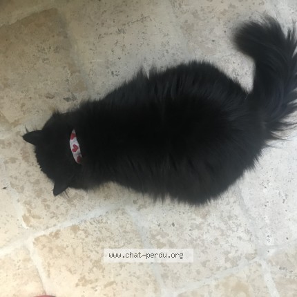 Photo 1/1 Chat trouvé Trouvé à Paris