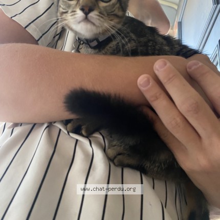 Photo 1/1 Chat retrouvé Trouvé à 91434 Morsang Sur Orge