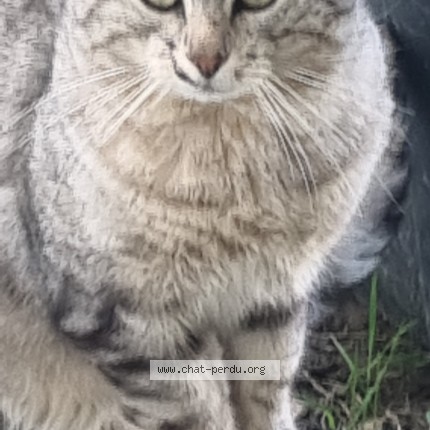 Photo 1/1 kaï Chat perdu à Gif Sur Yvette