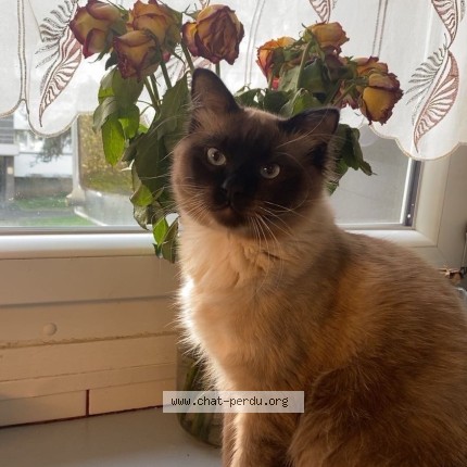 Photo de chat perdu à Saint Michel Sur Orge