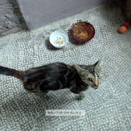 Photo 4/4 Chat trouvé Trouvé à Sars Et Rosieres