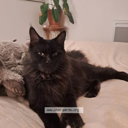 Photo de chat perdu à Breal Sous Vitre