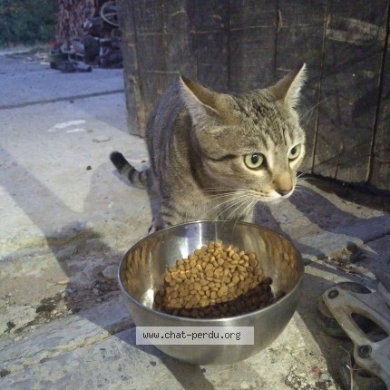Photo de chat trouvé à Castelferrus